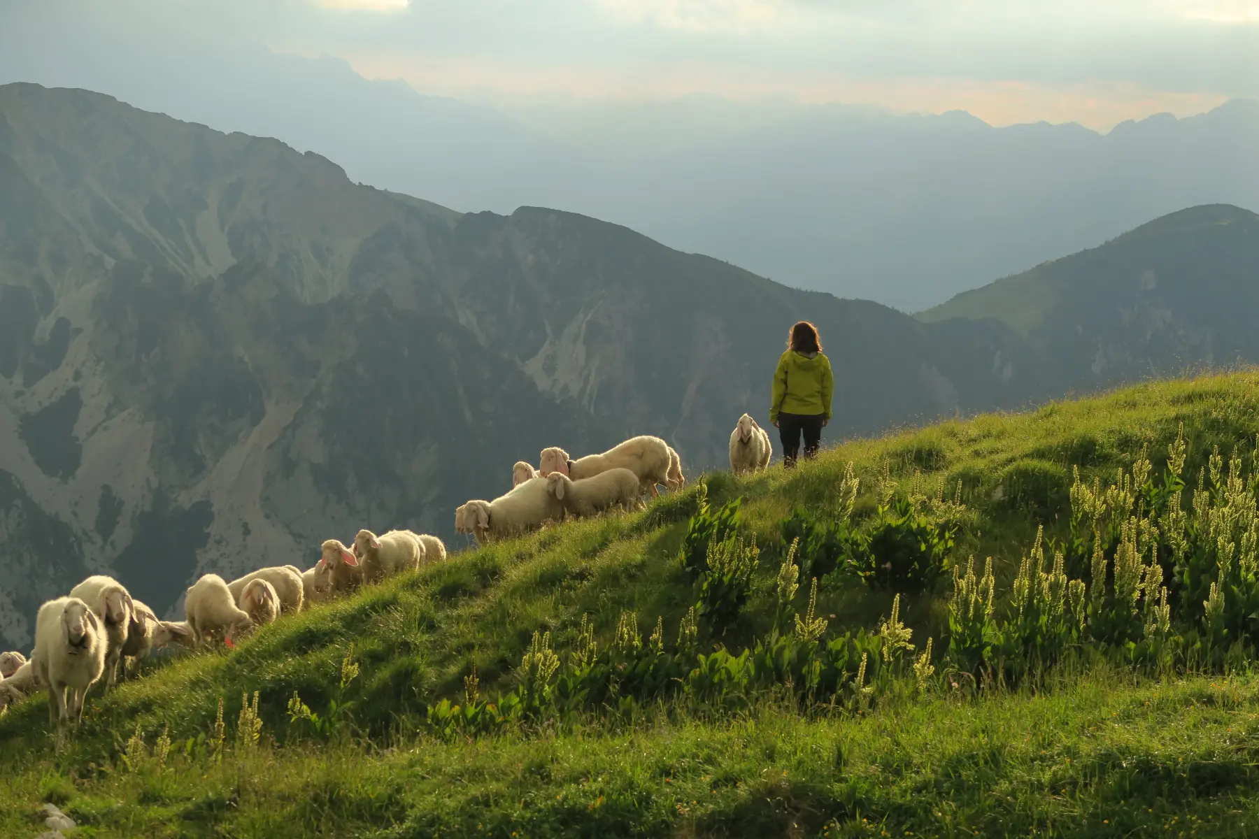 Mit der Schafherde im Bergland
