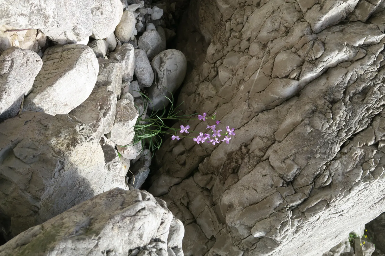 Eine Blume wächst zwischen Steinen